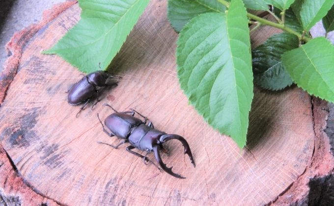 【配送期間は2026年1月下旬～4月上旬に随時配送】ノコギリクワガタ（幼虫・２匹）飼育ボトル付 生き物 昆虫 エサ付き