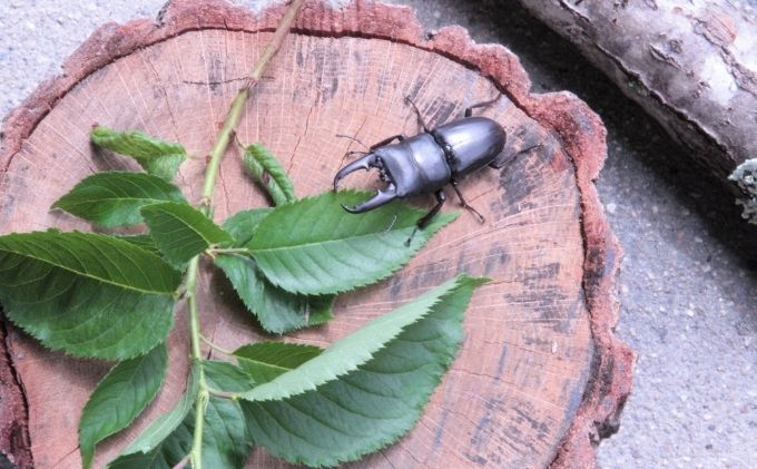 【配送期間は2026年1月下旬～4月上旬に随時配送】ヒラタクワガタ（幼虫・２匹）飼育ボトル付 生き物 エサ付き