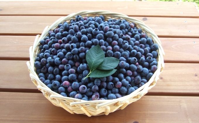 数量限定で登場！！【受付期間8/15まで！！8/16より順次配送】うえだブルーベリー畑の手摘み生ブルーベリー【800g】