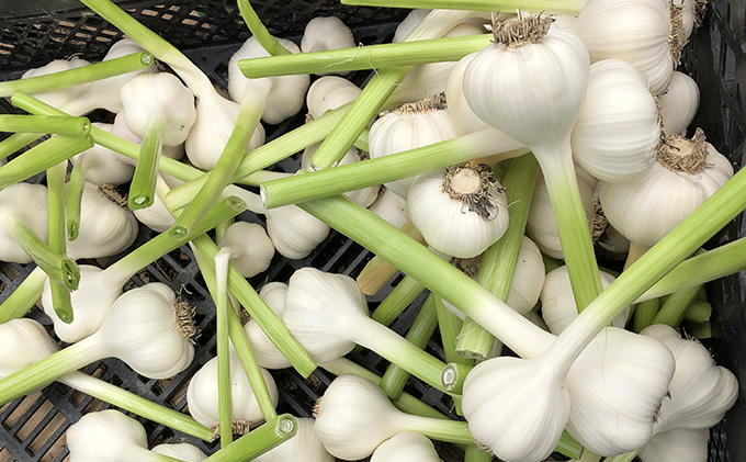 にんにく800g（2023年初夏発送）