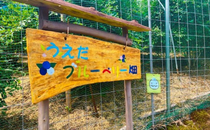 うえだブルーベリー畑の摘み取り体験ペアチケット（お1人様500g摘み取り×2名様）【体験期間は8月～9月】