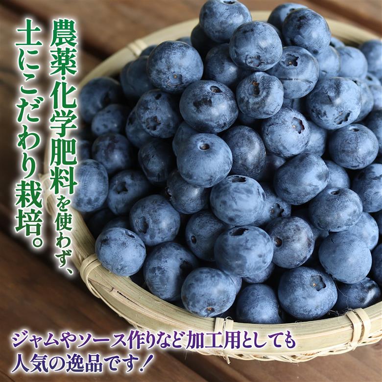 先行予約【2026年8月下旬頃から出荷】うえだブルーベリー畑の手摘みブルーベリー【1kg】
