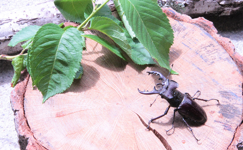 【幼児～小学生対象】昆虫飼育体験講座Aコース（昆虫成虫1ペアと飼育セット付き＜体験：7月～9月の各日曜日＞）ご利用券（1名様） 体験チケット 生き物 子供 キッズ