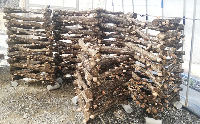 【11月～翌2月末のご注文分は翌3月より随時発送】山田さんの肉厚・ぷりぷりの原木栽培しいたけ0.9kg