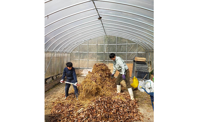 新しょうが750g（2023年秋発送）