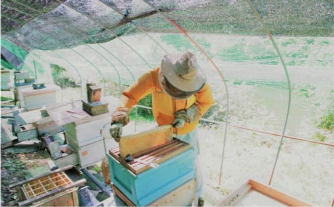 この秋冬限定 デザートベーグルと花はちみつセット