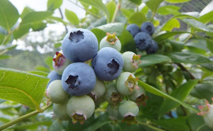 うえだブルーベリー畑の摘み取り体験ペアチケット（お1人様1kg摘み取り×2名様）【体験期間8月～9月】