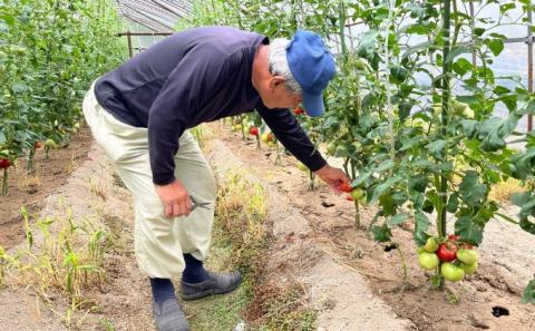 【旬な時期にお届け♪7月下旬より随時配送】内藤おじちゃんが育てる採れたて新鮮な童仙房高原トマト2kgセット◎エコファーマー認定者◎京都府南山城村産