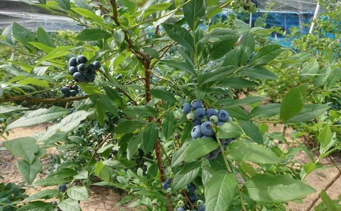 数量限定で登場！！【受付期間8/15まで！！8/16より順次配送】うえだブルーベリー畑の手摘み生ブルーベリー【800g】