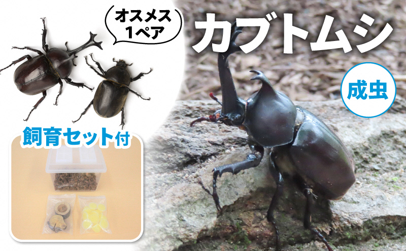 カブトムシ（成虫）オスメス１ペア飼育セット付【配送期間は6月下旬～8月上旬】: 南山城村ANAのふるさと納税