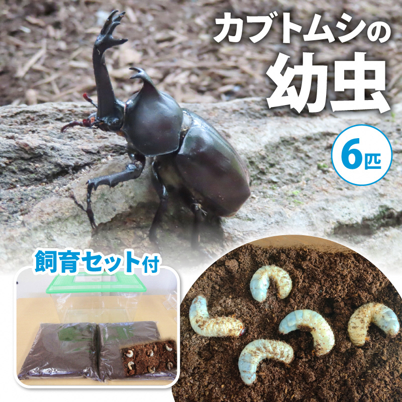 配送期間は2025年1月下旬～4月上旬に随時配送】カブトムシ（幼虫・6匹）飼育セット付: 南山城村ANAのふるさと納税