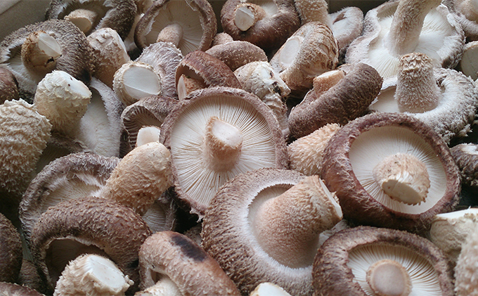 【11月～翌2月末のご注文分は翌3月より随時発送】山田さんの肉厚・ぷりぷりの原木栽培しいたけ1.5kg