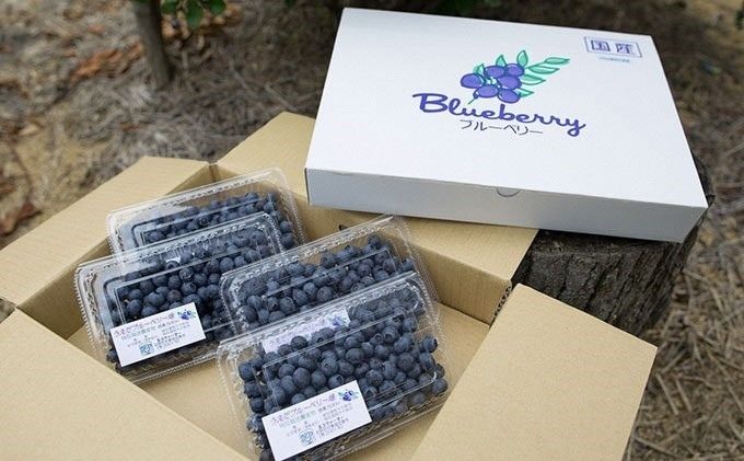 数量限定で登場！！【受付期間8/15まで！！8/16より順次配送】うえだブルーベリー畑の手摘み生ブルーベリー【800g】