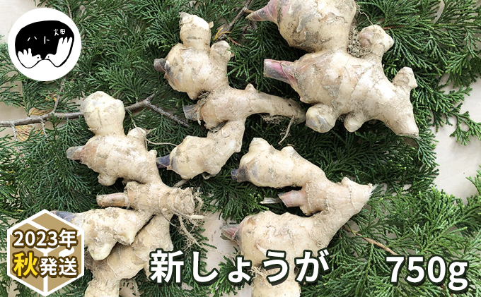 新しょうが750g（2023年秋発送）