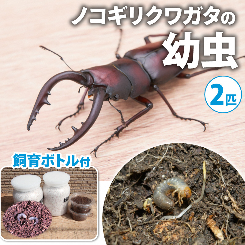 配送期間は2025年1月下旬～4月上旬に随時配送】カブトムシ（幼虫・6匹）飼育セット付: 南山城村ANAのふるさと納税