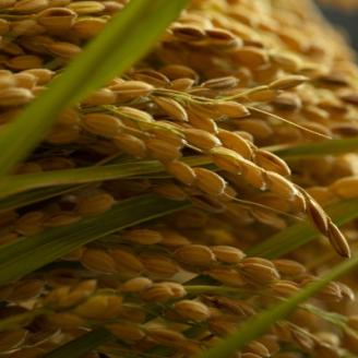 令和7年産米　京都府産「京の豆っこ米」10kg　有機肥料使用　おいしい丹後のコシヒカリ　農家直送