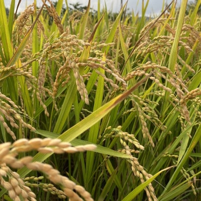 【先行受付】令和7年産新米 自然循環農業で育った京都与謝野町産コシヒカリ「京の豆っこ米」　精米6kg