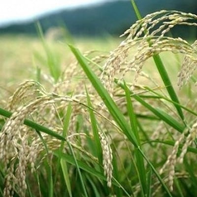 令和7年産コシヒカリ　YUMEMI-CHAN とっておき!　精米300g×真空パック6袋　農家直送