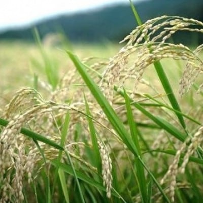 令和7年産コシヒカリ　YUMEMI-CHAN とっておき!　玄米300g×真空パック6袋　農家直送