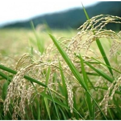 R7年産新米コシヒカリ　YUMEMI-CHAN とっておき!　精米300g×真空パック3袋　農家直送