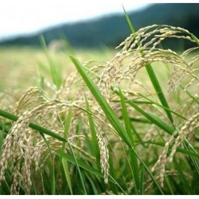 R7年産新米　京都丹後産コシヒカリ　精米5kg　栽培期間中、農薬を減らして育てたお米　農家直送