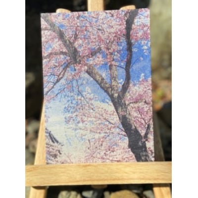 御城印帳(犬山城 桜)