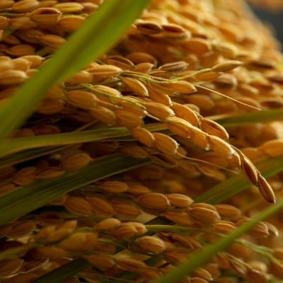 令和7年産新米　京都府与謝野町産コシヒカリ 精米10kg【山口農園】ベテラン農家こだわりの特別栽培米