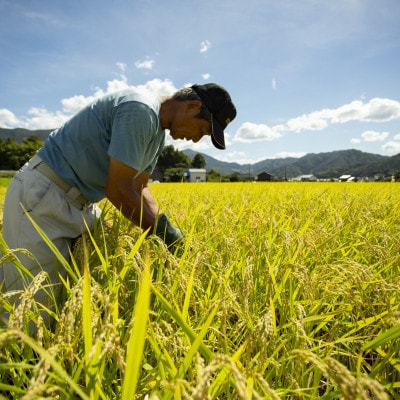 令和7年産　京都府産「京の豆っこ米」精米20kg　おいしい丹後のコシヒカリ　農家直送