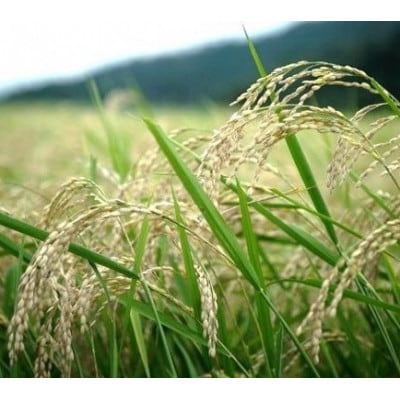 【先行受付】令和8年新米　京都丹後産コシヒカリ　精米2kg　栽培期間中、農薬を減らして育てたお米