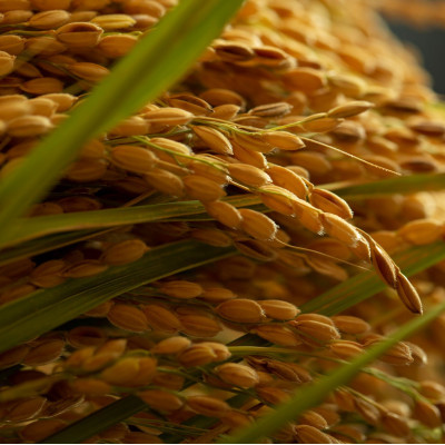 【毎月定期便】京都府産「京の豆っこ米」10kg　おいしい丹後のコシヒカリ農家直送全6回