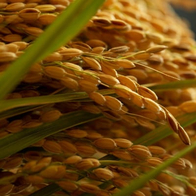 令和7年新米　大江山の麓、与謝野町で育った丹後産ミルキークイーン　精米5kg　おいしいお米を農家直送