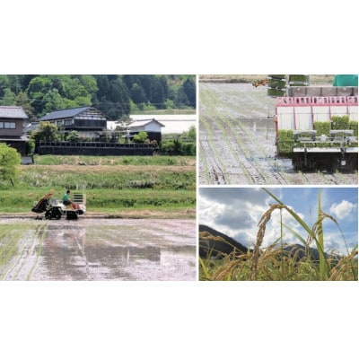 令和7年産米　京都与謝野町産コシヒカリ「京の豆っこ米」精米15kg　【誠武農園】 農家直送