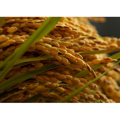 令和7年産新米　京都府与謝野町産コシヒカリ「京の豆っこ米」精米5kg　山口農園こだわりの特別栽培米