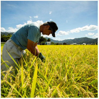 【毎月定期便】京都府産「京の豆っこ米」10kg　おいしい丹後のコシヒカリ農家直送　全3回