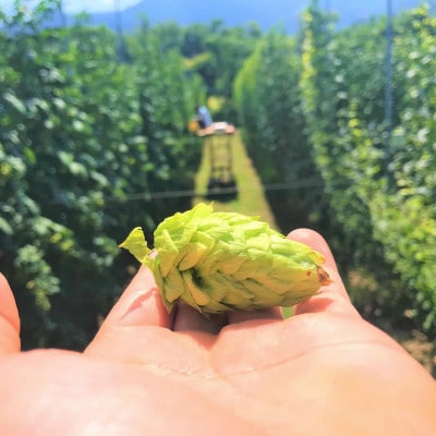 【毎月定期便】【京都ハンナリーズ コラボラベル】ASOBI　350ml×12本クラフトビール全3回