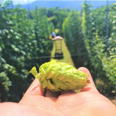 【京都ハンナリーズ コラボラベル】 ASOBI　350ml×6本　与謝野ホップ使用クラフトビール