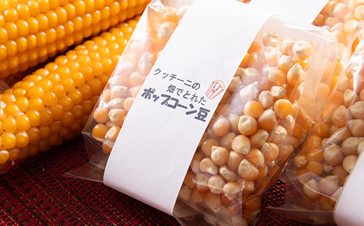 栽培期間中、農薬を使わず自家栽培　シェフの畑のポップコーン豆　100g×4袋(20食分)