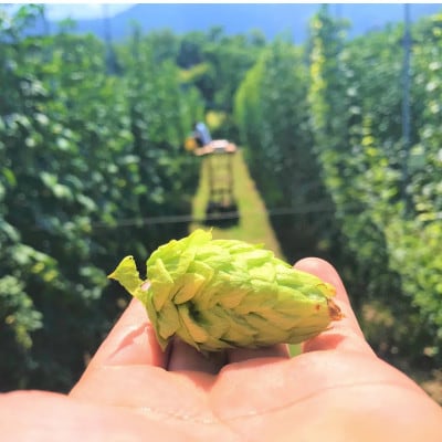 【毎月定期便】【京都ハンナリーズ コラボラベル】ASOBI　350ml×24本クラフトビール全12回