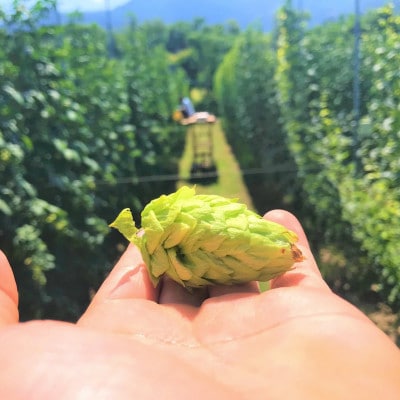 【毎月定期便】【京都ハンナリーズ コラボラベル】ASOBI　350ml×12本クラフトビール全6回