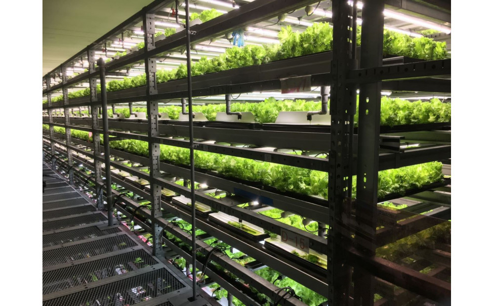 Osaka Agri Marche フリルレタス・バタビアレタス