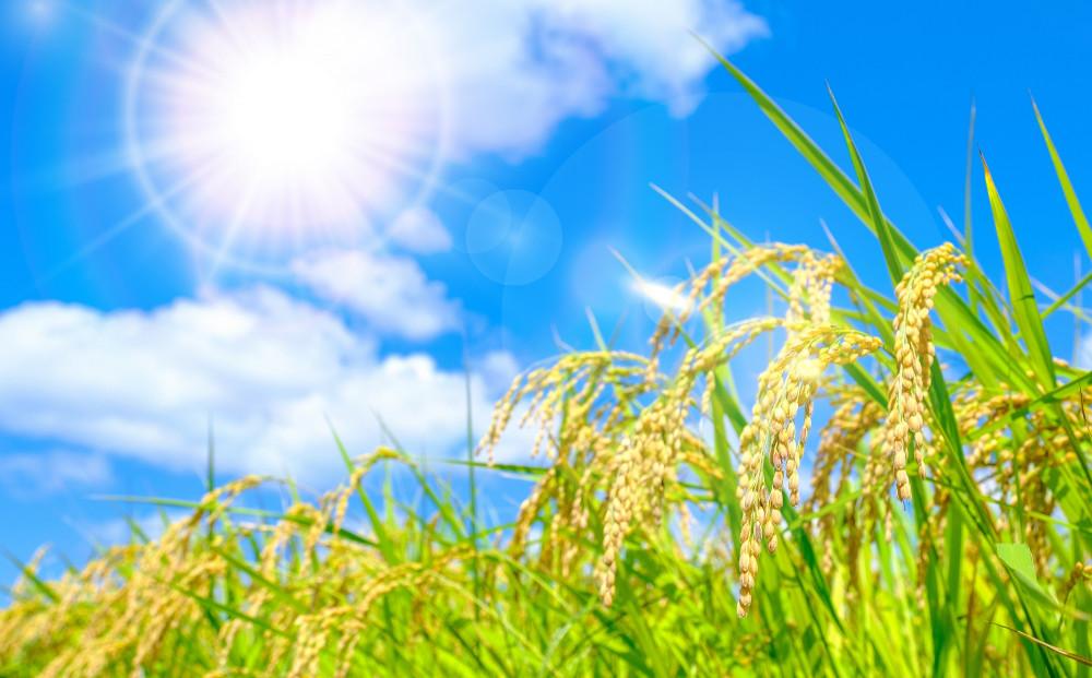 大醤　日清あっさりこめ油紙パック450g×6本