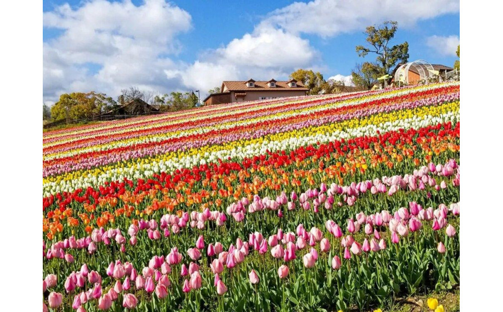 ハーベストの丘入園券　大人