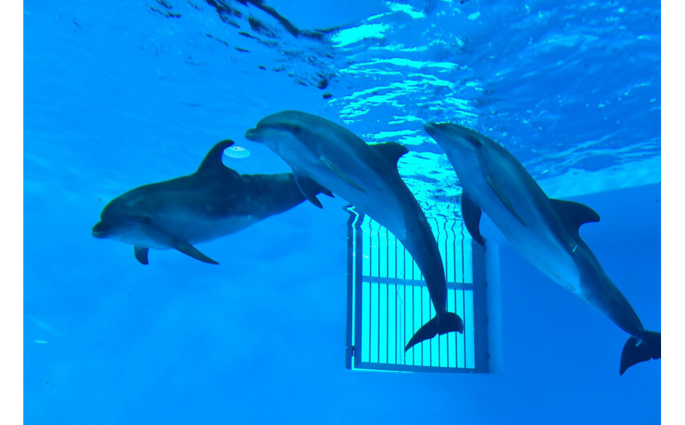 ノアドルフィンドーム　浅瀬でイルカと遊ぶ体験 ペア入場券付