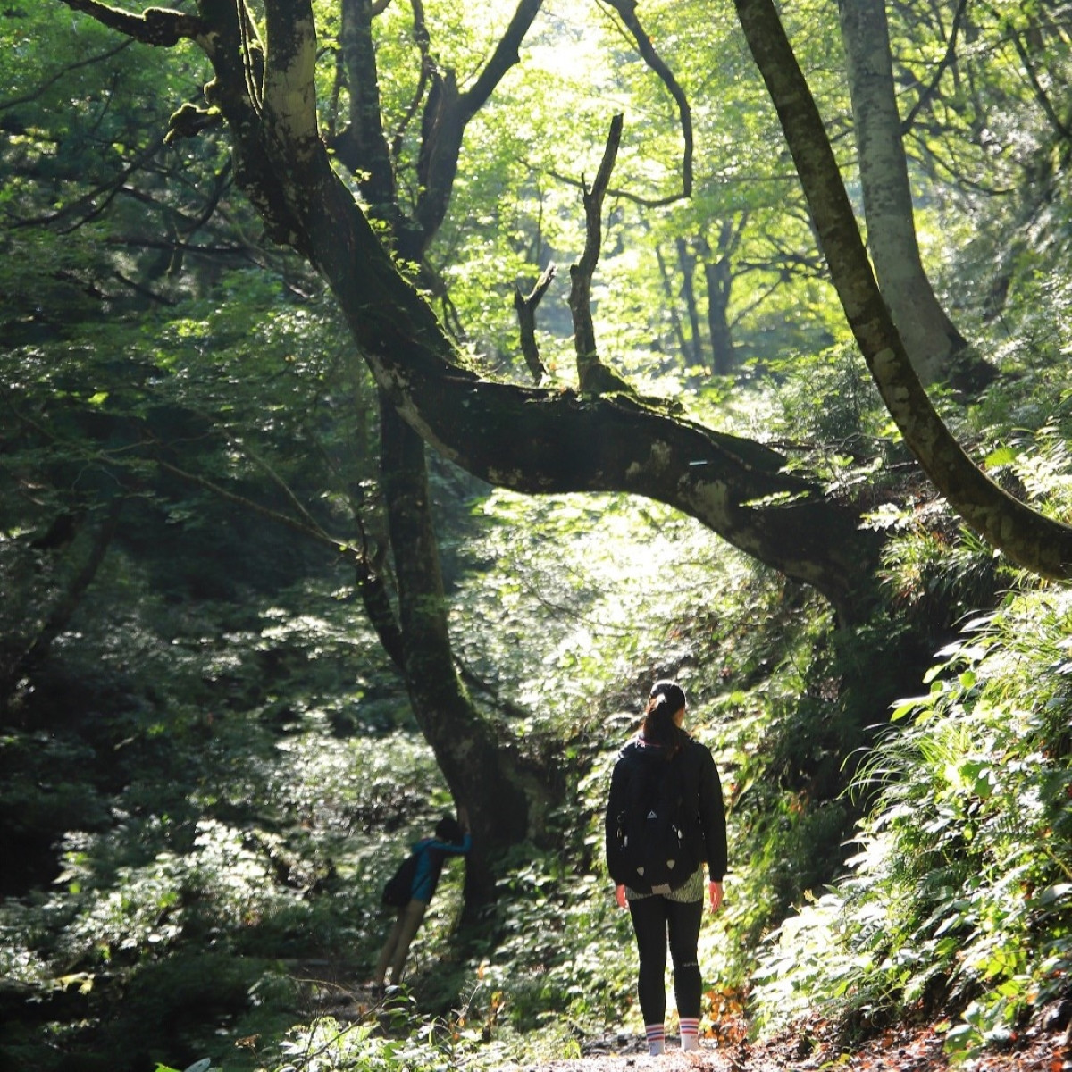 小富士の露・原始林クロモジの精3本＆美人しそ茶10p1