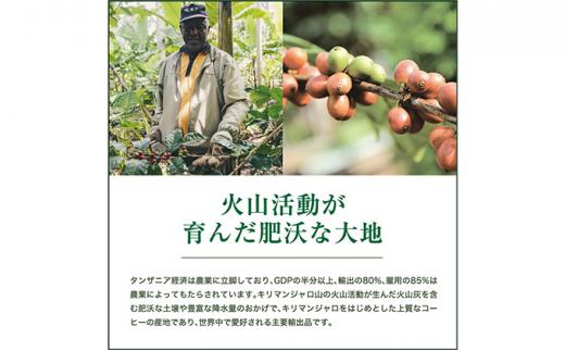 【粉】#902 タンザニア・キリマンジャロ キゴマ キボー ディープブルー AA コーヒー豆 310g 当日焙煎 大山珈琲