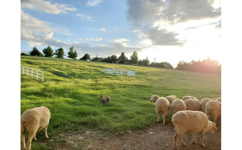 ハーベストの丘入園券　大人
