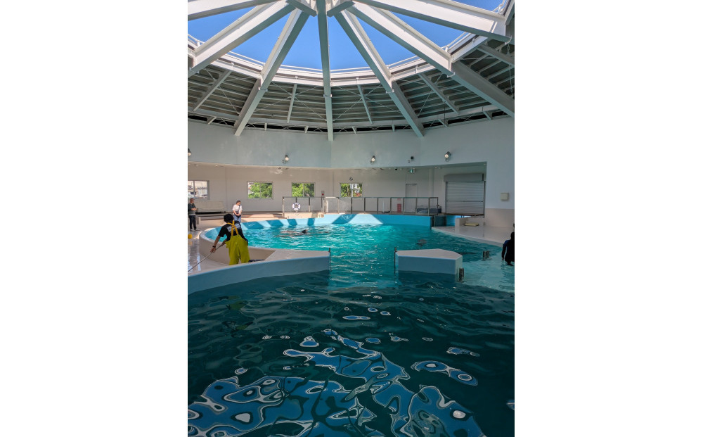 ノアドルフィンドーム　浅瀬でイルカと遊ぶ体験 ペア入場券付