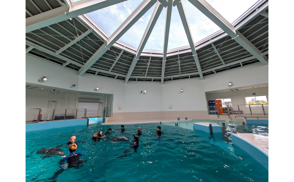 ノアドルフィンドーム　ドルフィンスイム体験　ペア入場券付