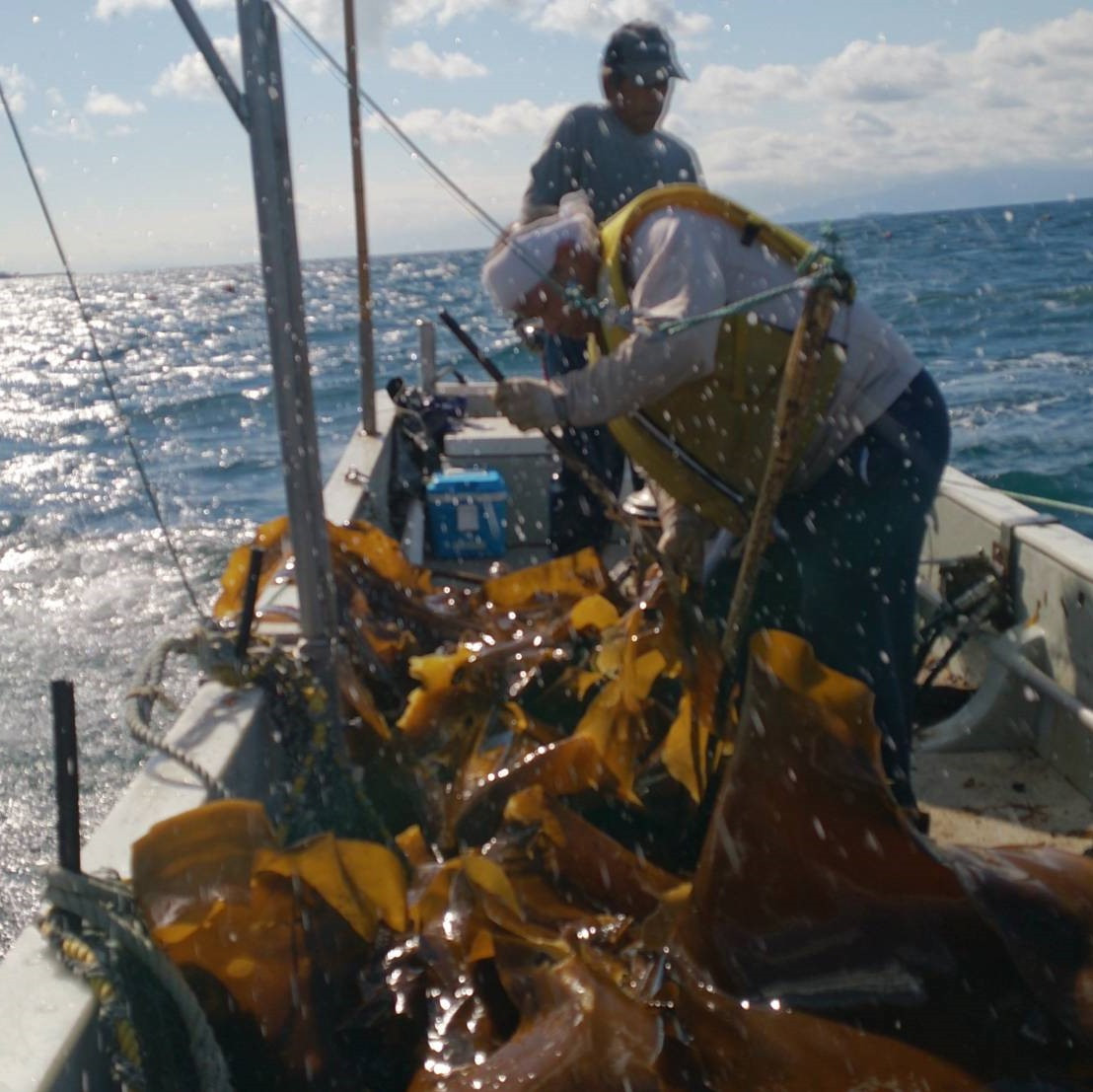 こんぶ美人・養命酢2本＆美人しそ茶1p5