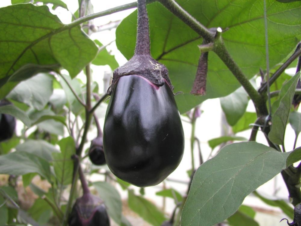 堺共同漬物　大阪泉州みずなす漬詰合せ（ぬか漬3、浅漬2）